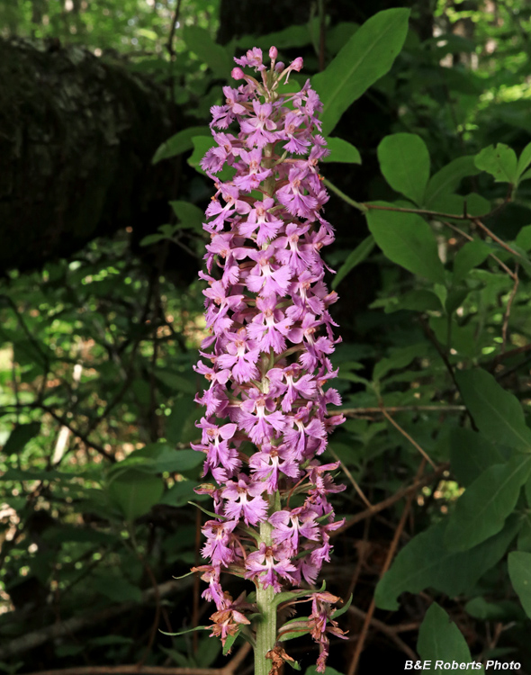 Platanthera_psycodes