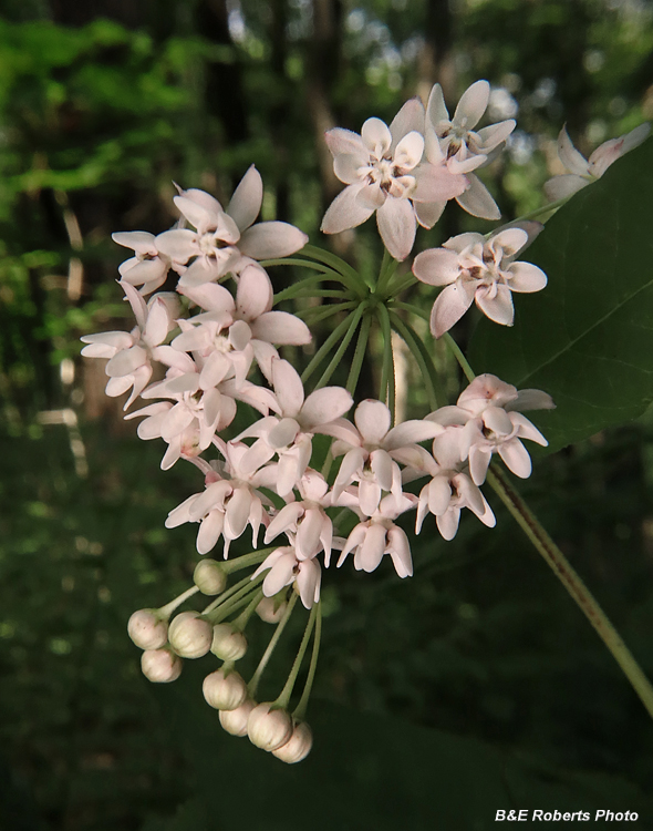 Asclepias
