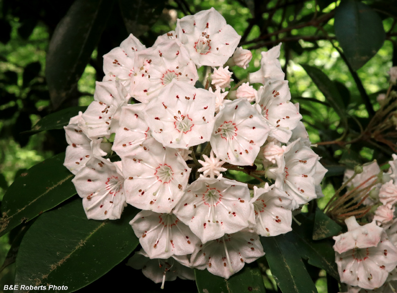 Mtn_Laurel