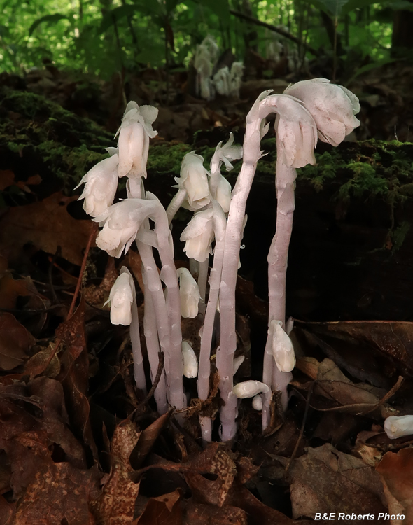 Monotropa