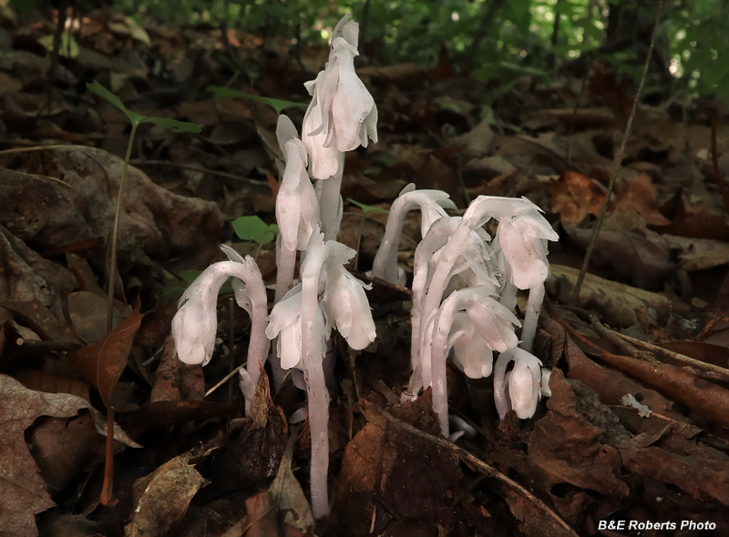 Monotropa