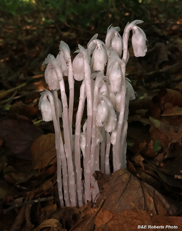 Monotropa