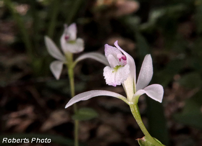 Three_Birds_Orchids