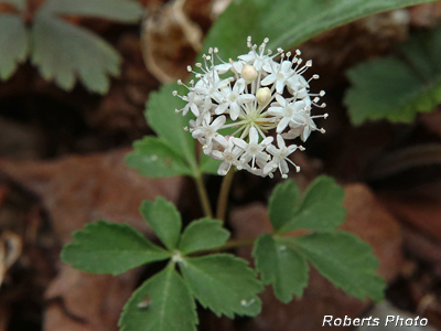 Dwarf_Ginseng