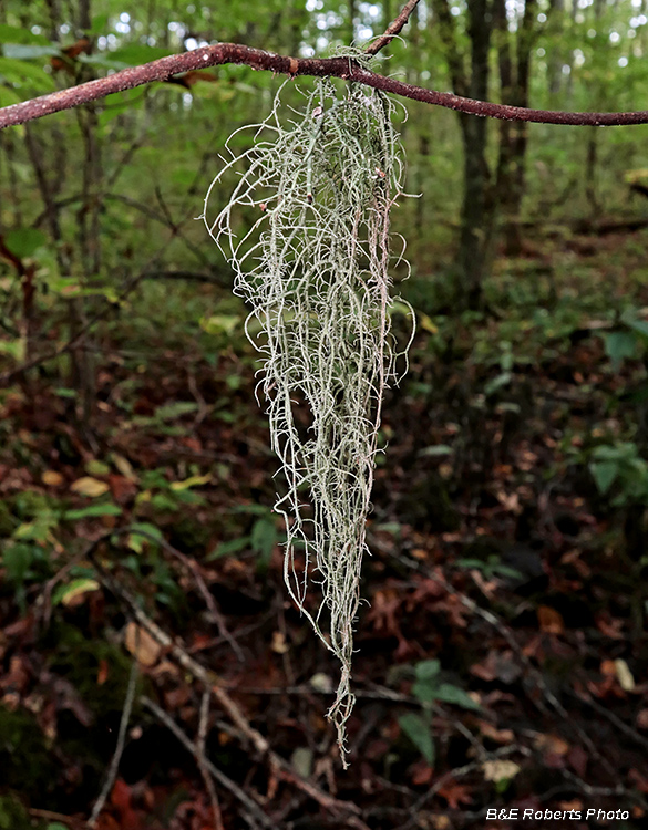 Usnea