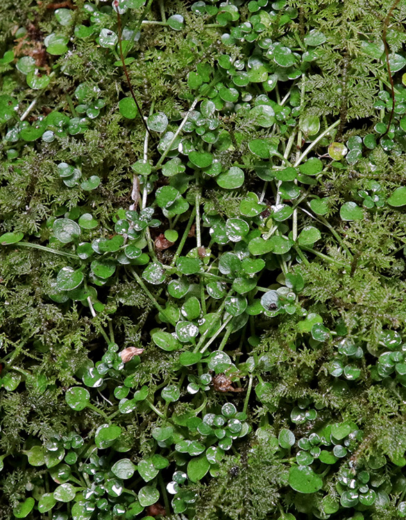 Houstonia_serpyllifolia