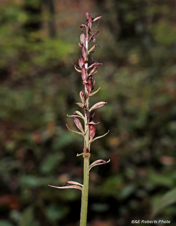 Platanthera_psycodes