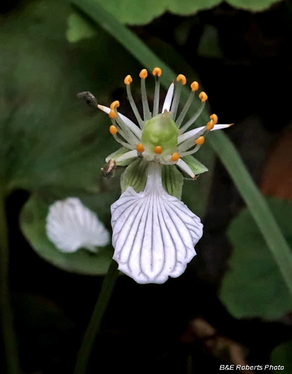 Parnassia_asarifolia