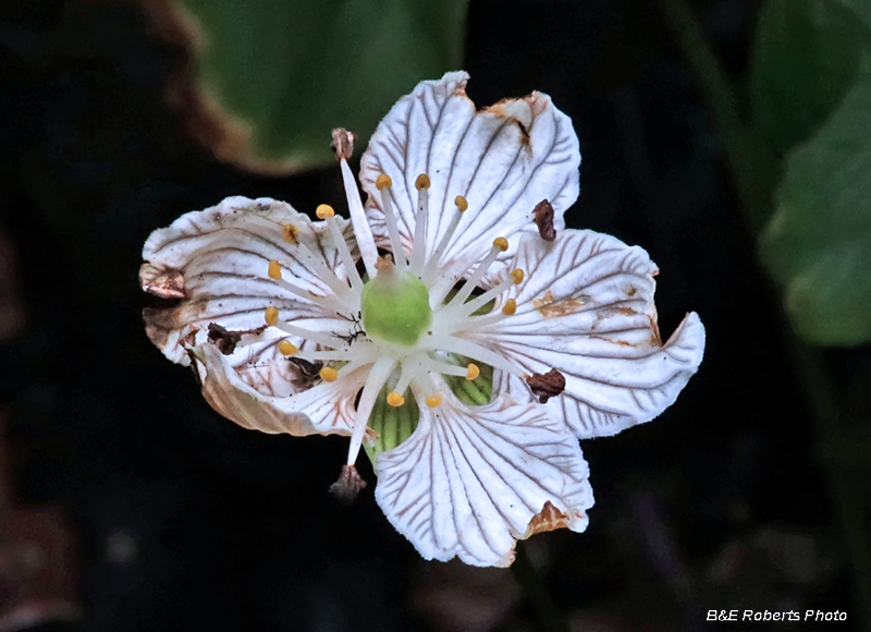 Parnassia_asarifolia