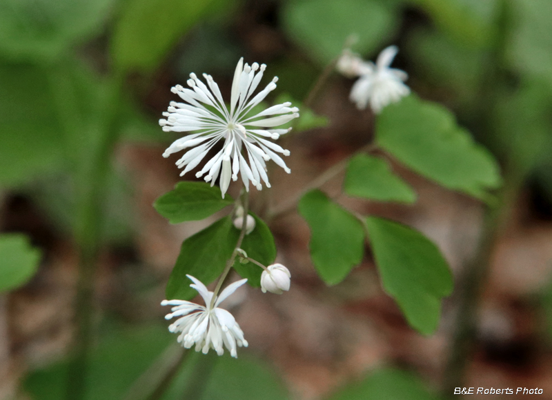 Mtn_Meadow_Rue