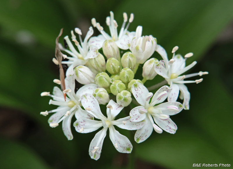 Clintonia