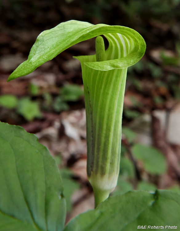 Jack_in_the_Pulpit