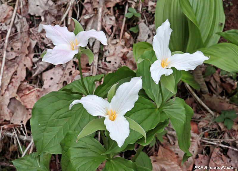 Trillium_grandiflorum