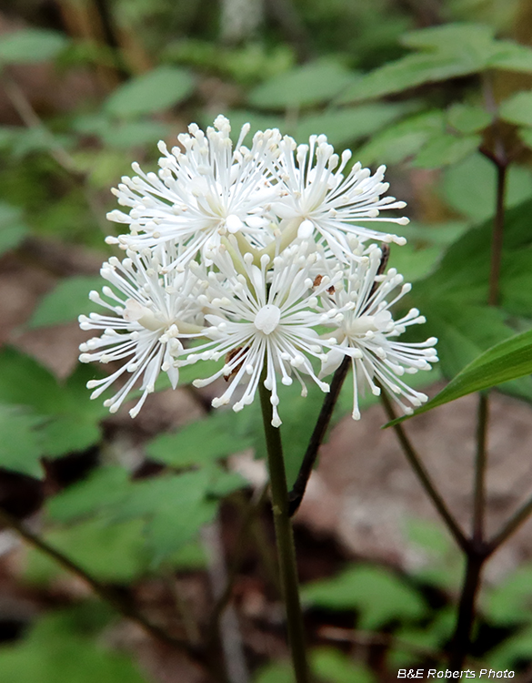 Baneberry