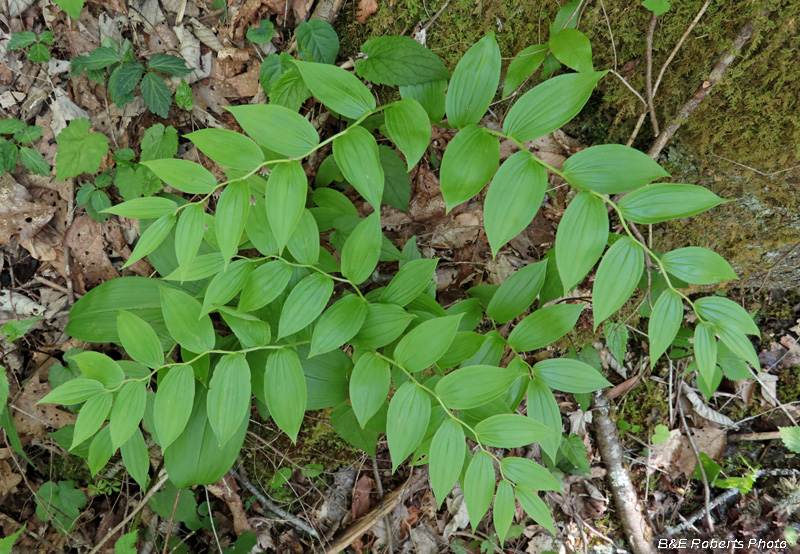 Rosy_Twisted_Stalk_foliage