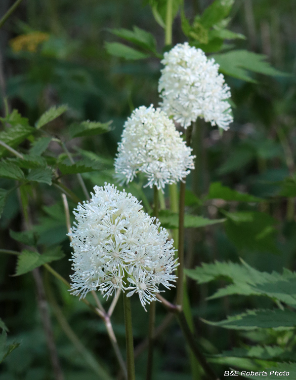 Baneberry_trio