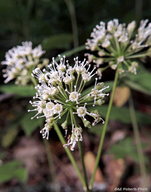 Aralia_nudicaulis