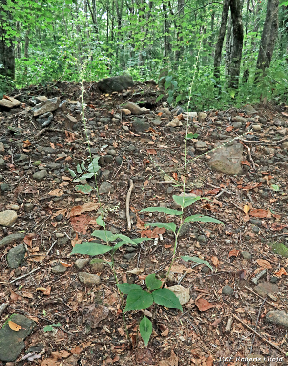 Jumpseed_Persicaria