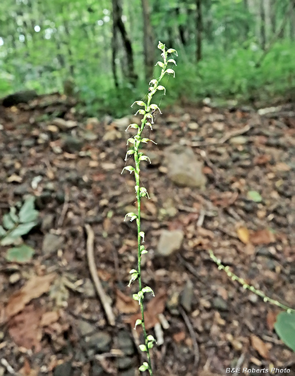 Jumpseed_Persicaria