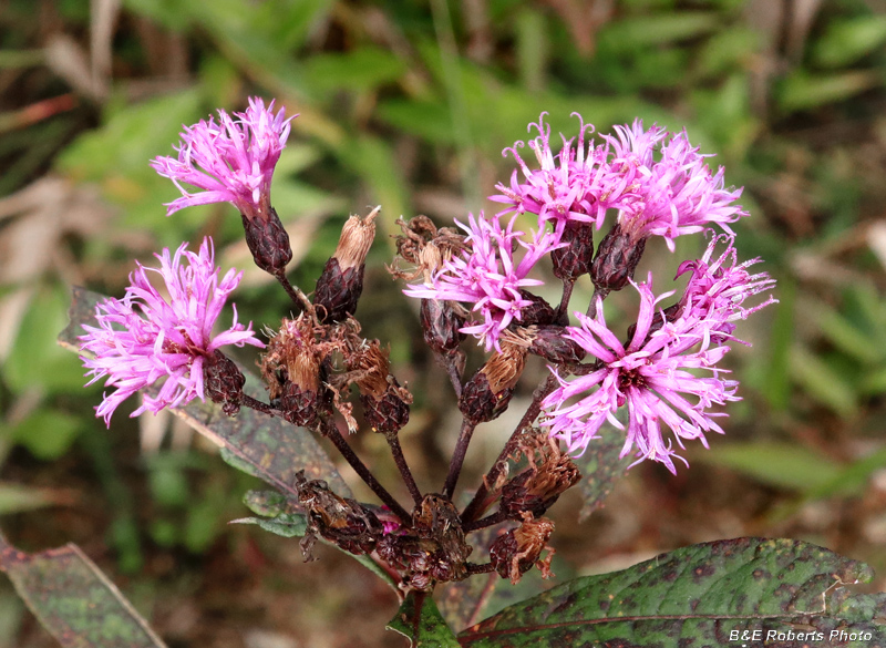 Ironweed