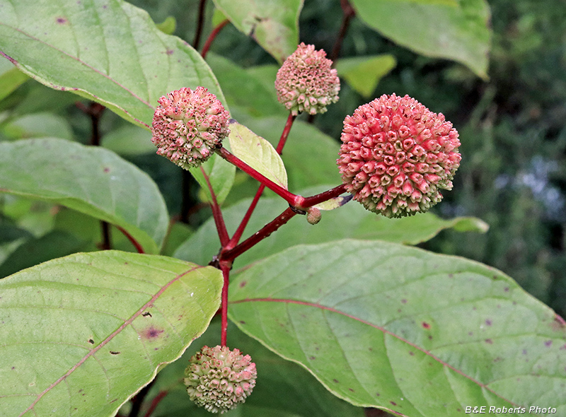 Buttonbush