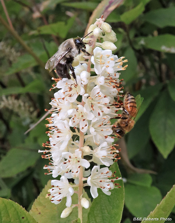 Clethra_and_bees