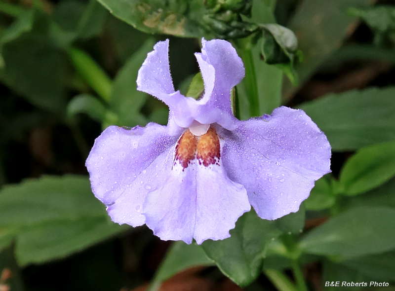 Mimulus_Monkey_flower