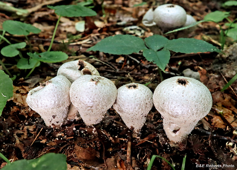 Lycoperdon_pyriforme