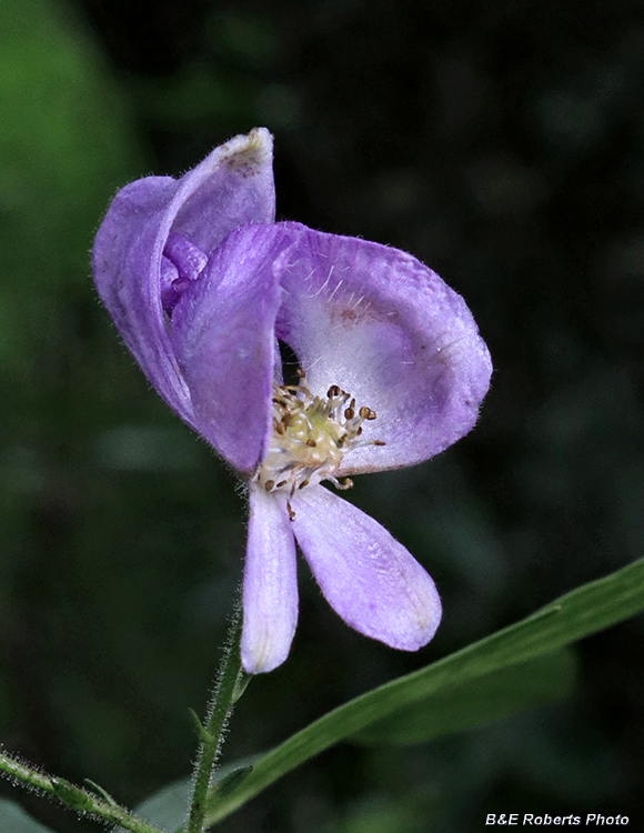 Monkshood