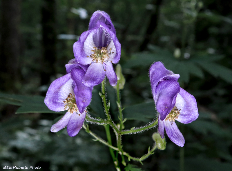 Monkshood