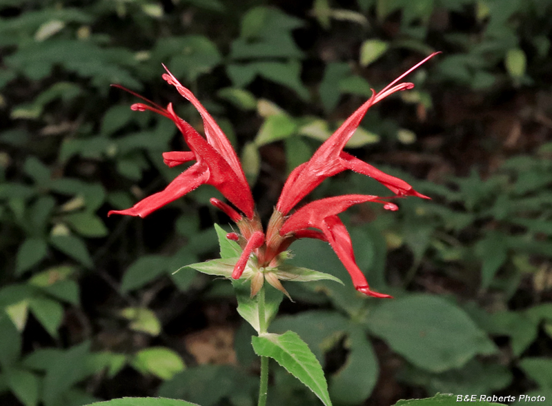 Monarda_didyma