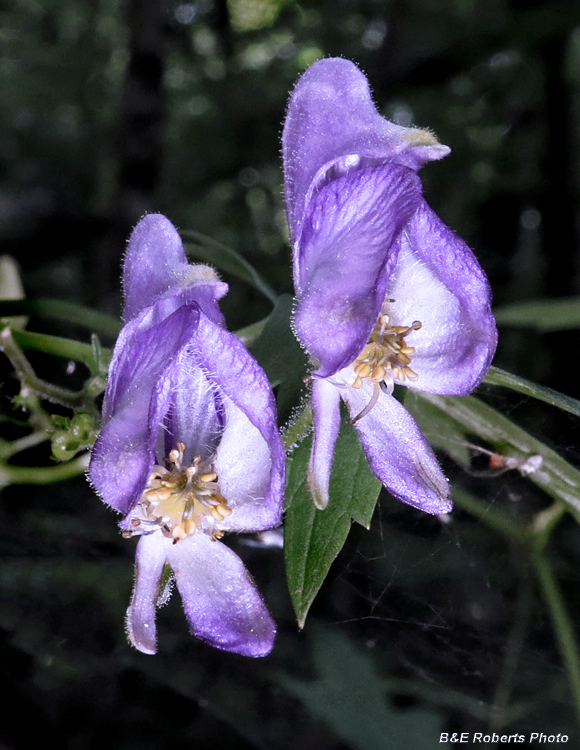 Monkshood