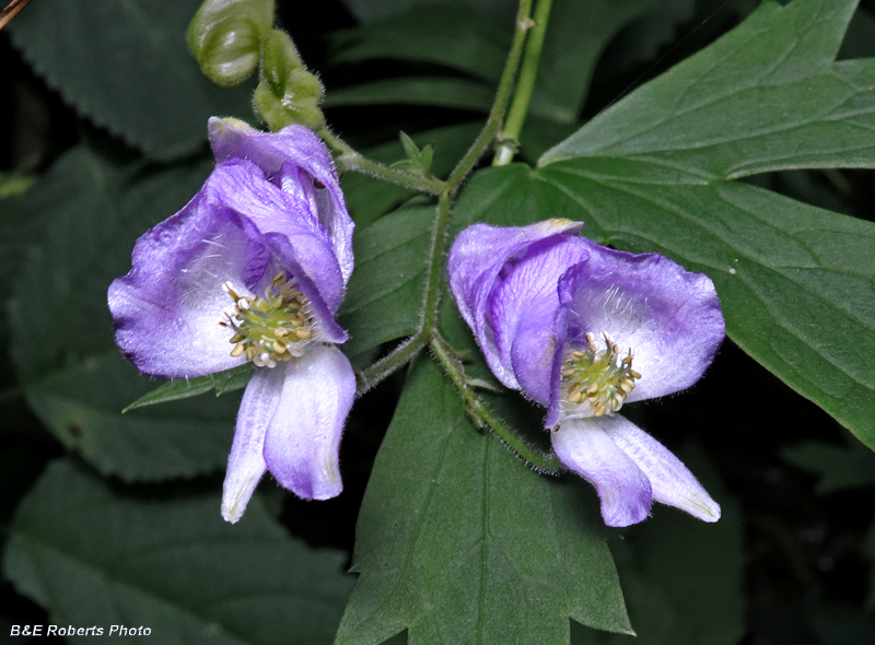 Monkshood