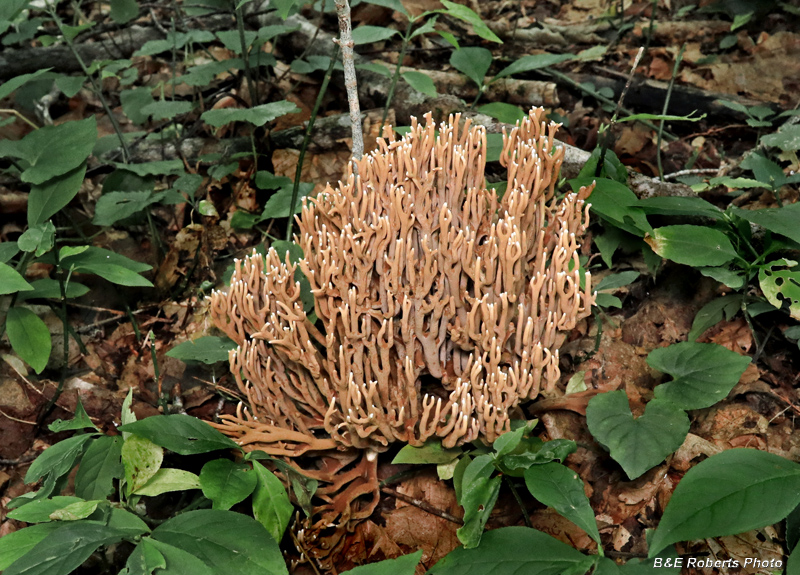 Coral_fungi