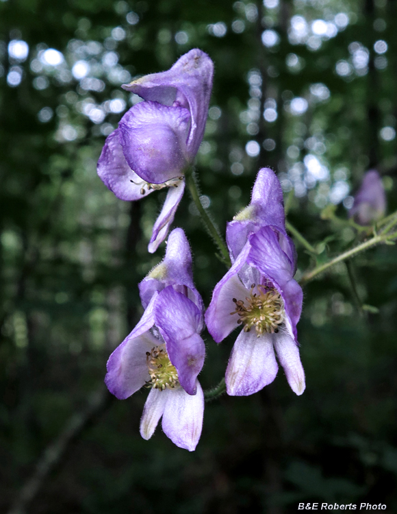 Monkshood