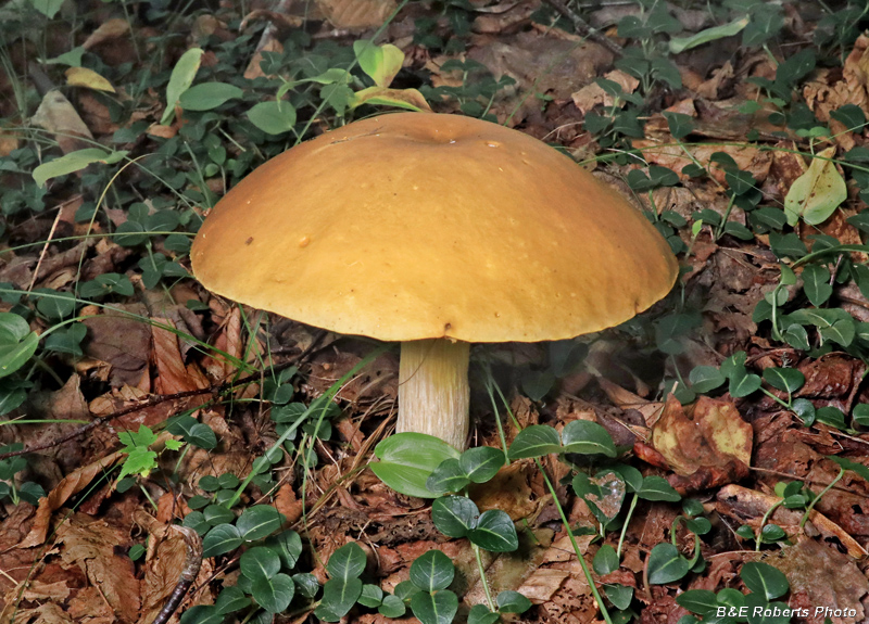 Big_Mushroom