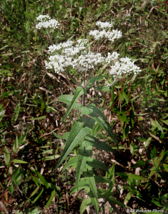 Common_Boneset