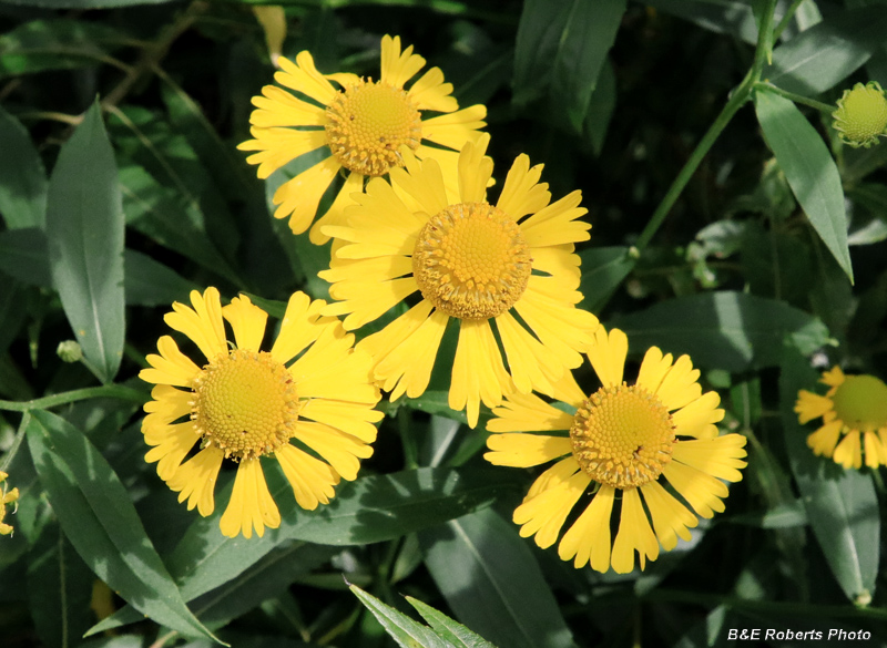 Sneezeweed