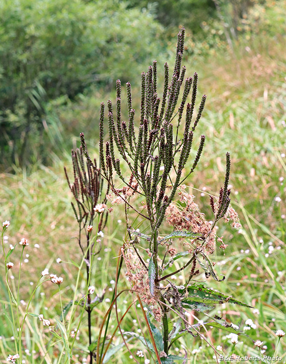 Blue_Vervain