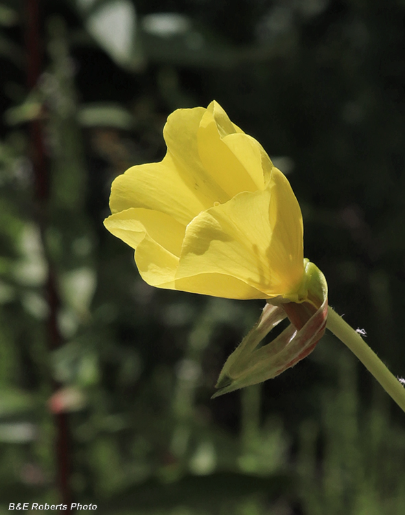 Oenothera