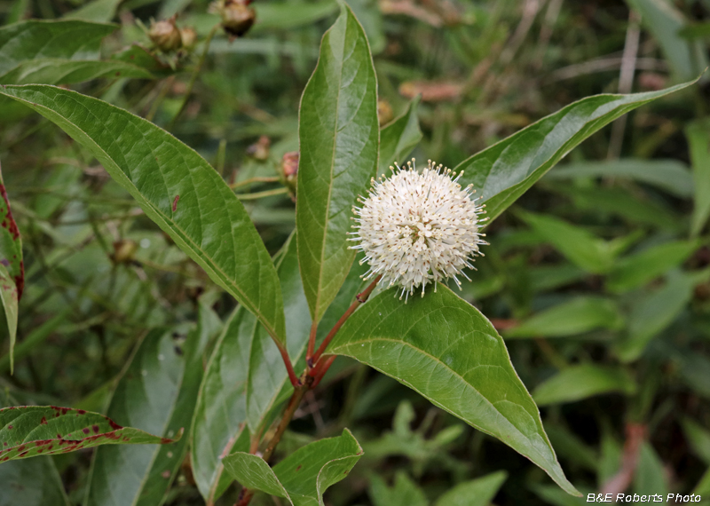 Buttonbush