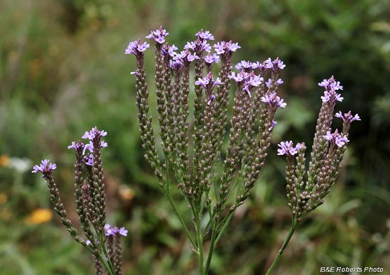 Vervain