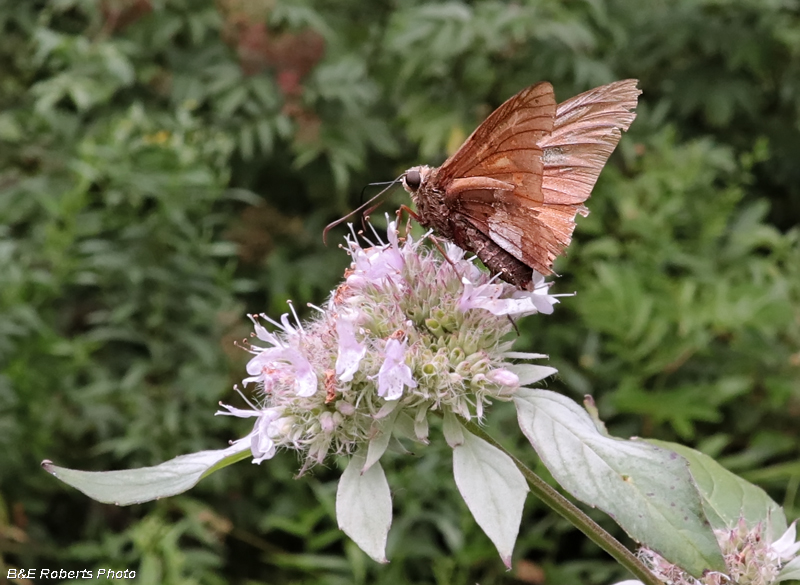 Silver_Spot_Skipper_on_Mtn_Mint