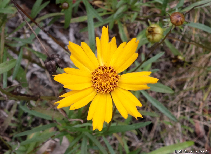 Coreopsis