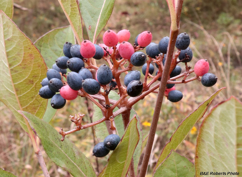 Viburnum_Berries