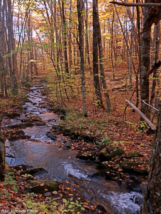 Creek_Foliage