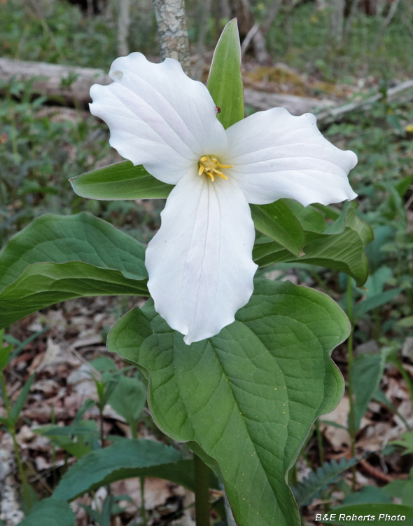 Trillium_grandiflorum