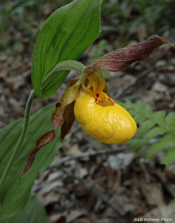 Yellow_Ladys_Slippers