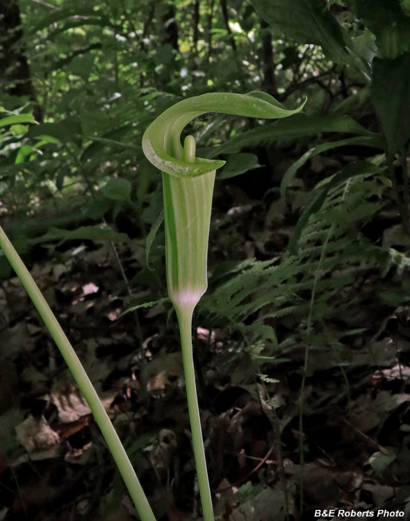 Jack_in_pulpit