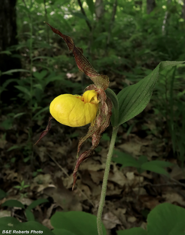 Yellow_Ladys_Slipper